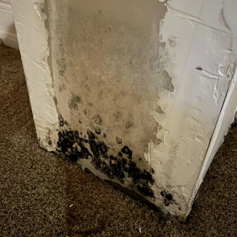 Professional Mold Removal in Harlem Heights, FL